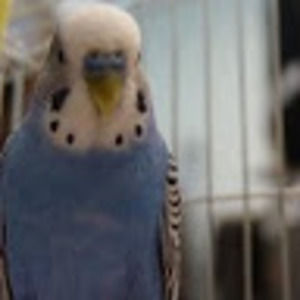 Meet your Posher, Maxwell